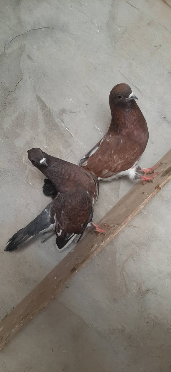 متاح زوج رمانيات مثل ماواضحات بالصوره قجم والطيره ناعمه وكصيره ومهدله الطيور مكصوصه السعر ب 20 المكان تكريت عوينات ***********
