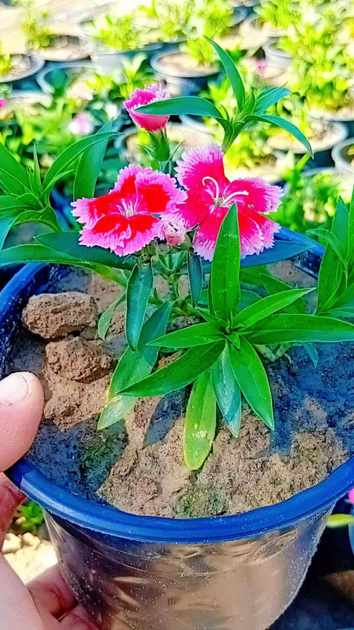 مشتل غابات النعيميه يوجد شتلات ورد.  البتونيه  
بجمله سعرها ٣٥٠دينار 
مفرد سعر شتله ب٥٠٠دبنار 

تواصل واتس *********** 
,,الاثير ***********
