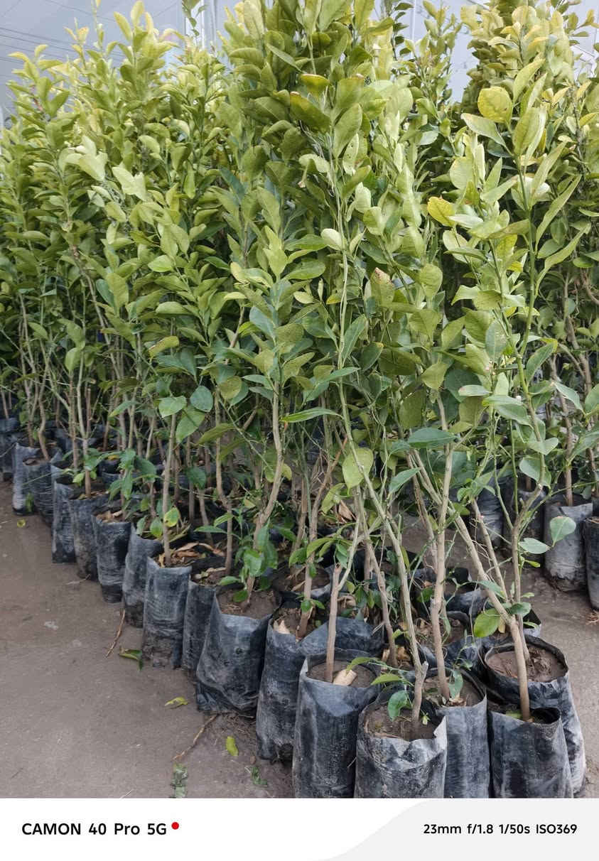 جميع انواع الحمضيات وجبه جديده اليوم ١٧ رمضان في مشتل شهاب الزراعي وبأسعار مناسبه 
استفسار+ واتساب ***********
