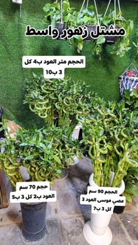 مشتل زهور واسط • نباتات ظلية • توصيل الكوت