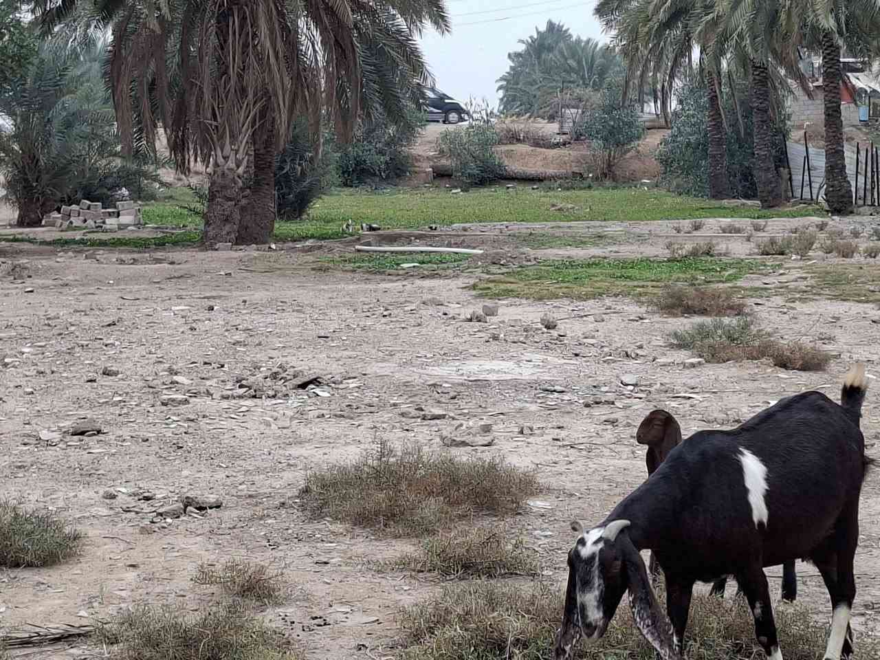 السلام عليكم يوجد أرض زراعيه عقد المساحه دونم ونص متوفره كافه الخدمات معه بيت بناء حديث وجهة الشارع السعر ١٠٠ مليون وبي مجال واسط الحفرية شويفي ***********
