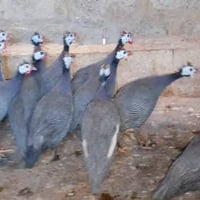 فرعوني • عدد ١٠ • الموصل جانب ايمن