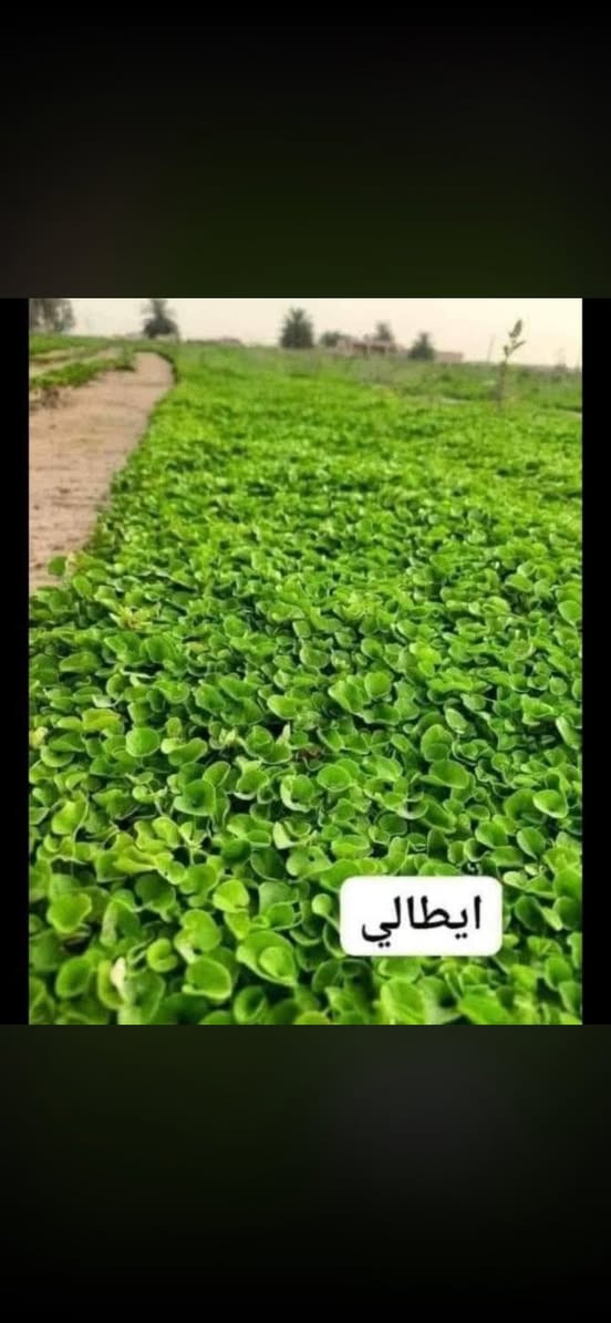 ***********/***********
