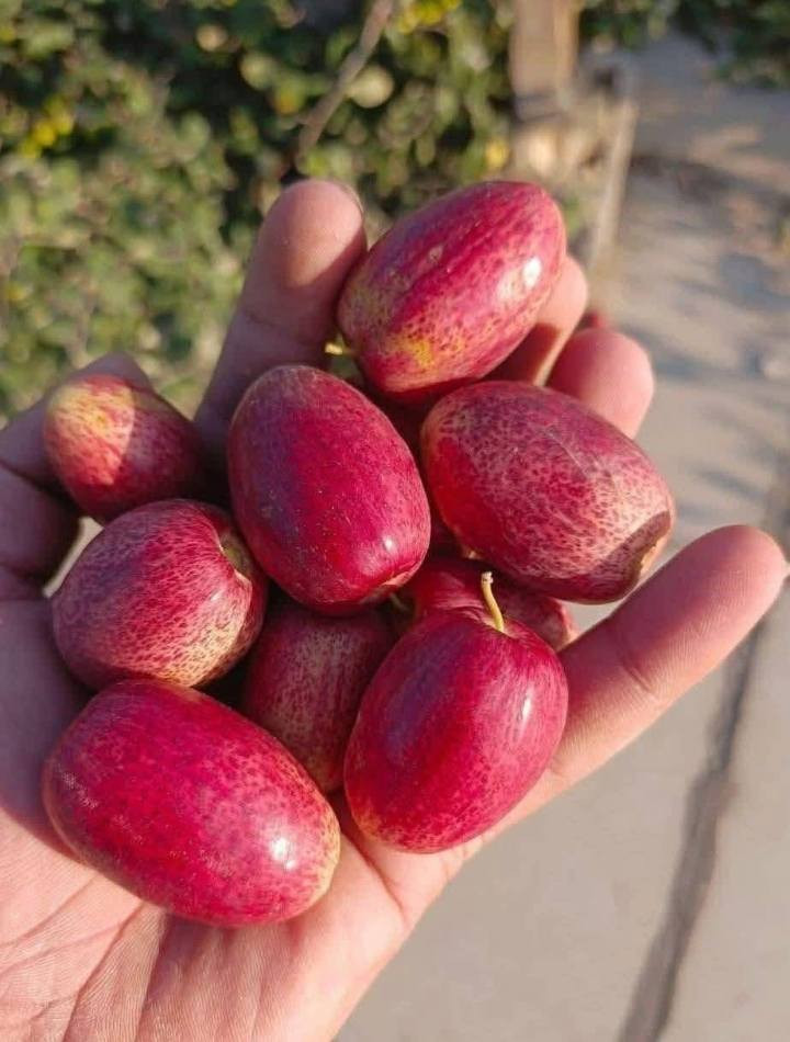 الي يريد اقلام نبك عرموطي بدون نوه راقي جدا جدا يراسلني واتساب ويدلل تجيك سياره للبيت وتسلم اقلامك  وتوكل ع الله 
***********
واتساب مراسله فقط
