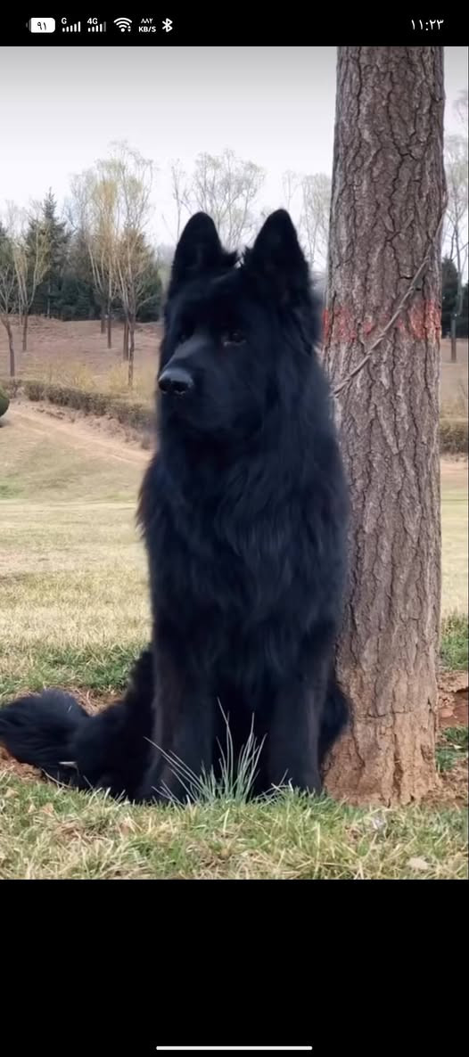 السلام عليكم ورحمة الله وبركاته
يتوفر بيع جيرمن بلاك شيبرد عمر الكلب سنه 

وجميع التفاصيل موجودة في الفيديو 

للتواصل و الأستفسار عن السعر في الرقم ادناه 
وتساب ***********#جيرمن بلاك شيبرد
