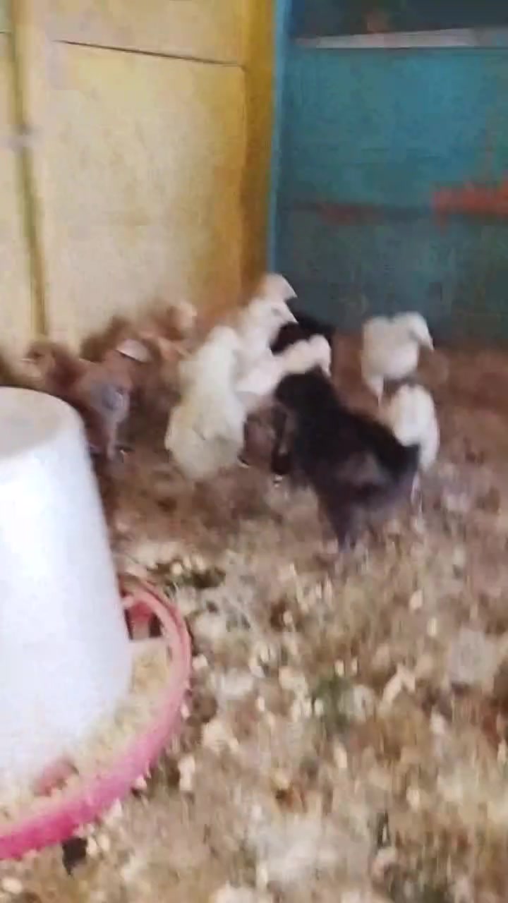 سلام عليكم ورحمه الله وبركاته
متاح صواصي 
2 بالوني
وباقي عرب 
نشاط فول ملقحات وكملات بشرط نصاح 
سعر زوج ب4500 بي مجال بسيط جدا 
مكان الانبار قضاء عانه @إشارة 
شراي يتصل *********** 
عدد14
عمر 15 يوم
