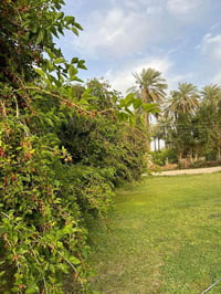 🙏أرض زراعيه مع شاطيه المساحه الكليه (١١دونم الي بالسند ٩دونم)للبيع🙏 💐و...