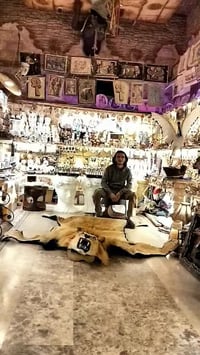 أسد أفريقي محنط • فن التحنيط • ٢٫٥م×٢م