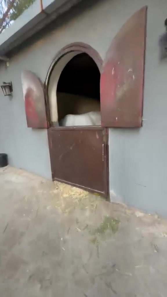 🔻بالفديو 
مزرعة سجاد ابن عالية نصيف


**إذا كنت صاحب هذا الإعلان وتريد حذفه لأي سبب، رجاءا أرسل رسالة إلى الدعم الفني**