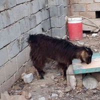 صخله للبيع سعر 115 بي مجال قليل 07759235718