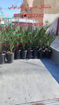 فسائل نخيل • نسيجي اماراتي • ٥٠ فسيلة