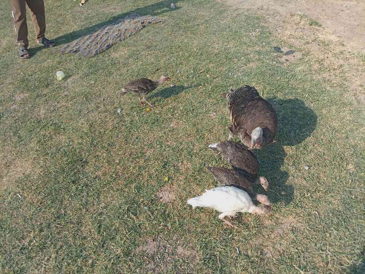 سلاام عليكم مايه وراها ربع طيور لبيع شرط الصحي مال جناي السعر ٧٠ الاتصال عله رقم*********** و مراسلت الصفحه
