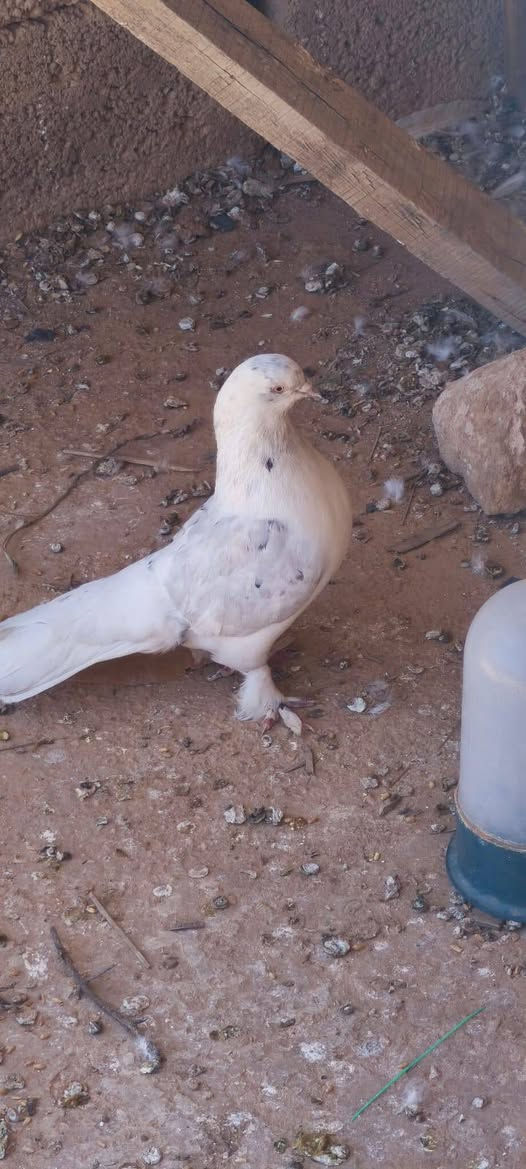 للبيع زوج حمام زينه سعر الزوج 25 
تواصل 
***********
