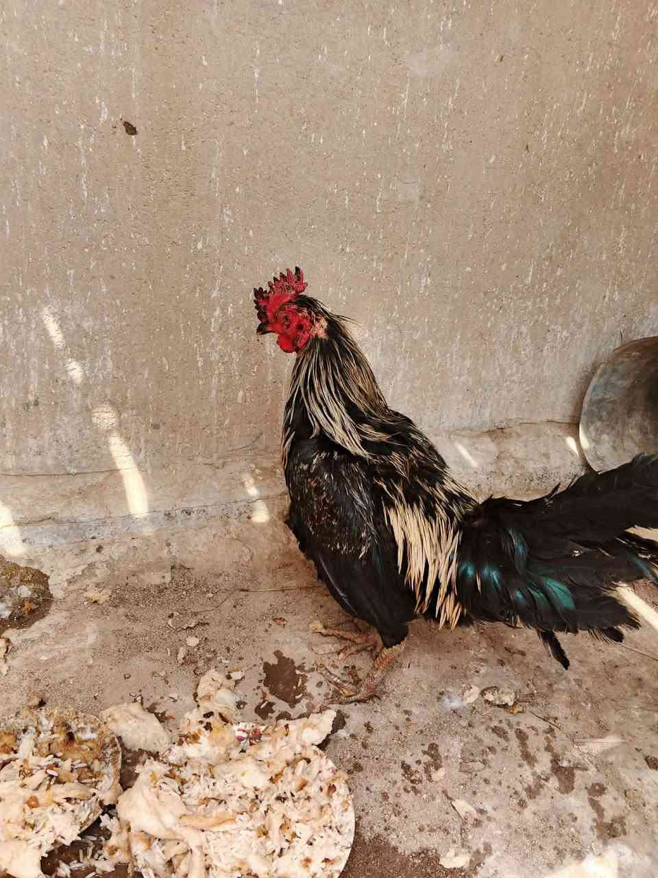 سلام عليكم ديوكه للبيع العنوان بابل سده الهنديه منطقة العلكايه رقم الهاتف ***********
