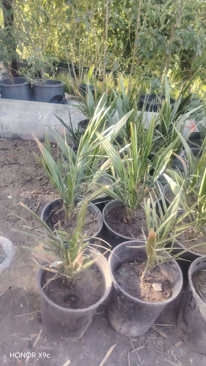 يتوفر داخل مشتل الزهور نخل بيارم نسيجي عنوان طريق سوق الشيوخ ناحية الفضليه مشتل زهور ***********
