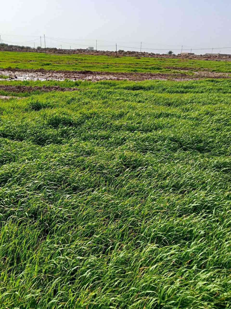 سلام عليكم ورحمة الله
زرع شعير  خير من الله للبيع 19دونم   وارض بصفها 16 دونم   للبيع زرع  مسكي 3مرات  وكمياوي مرة. خير وبركة  للاستفسار  الاتصال على الرقم ***********
