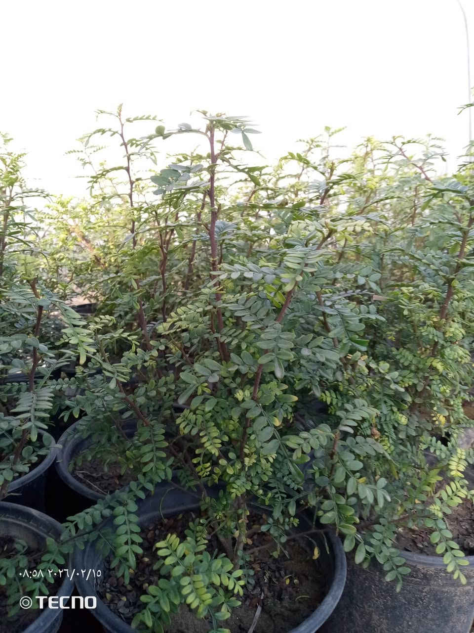 السلام عليكم 
قلم صوز سندان 
زيتون كيس 
بخور سندان
البيزيا سندان 
ددونيه سندان وكيس 
جاتروفا سندان 
الموقع الجزيره السياحيه 
للتواصل متوفر واتساب 
‏‪***********‬‏
