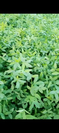 دونم برسيم • أرض زراعية • للبيع