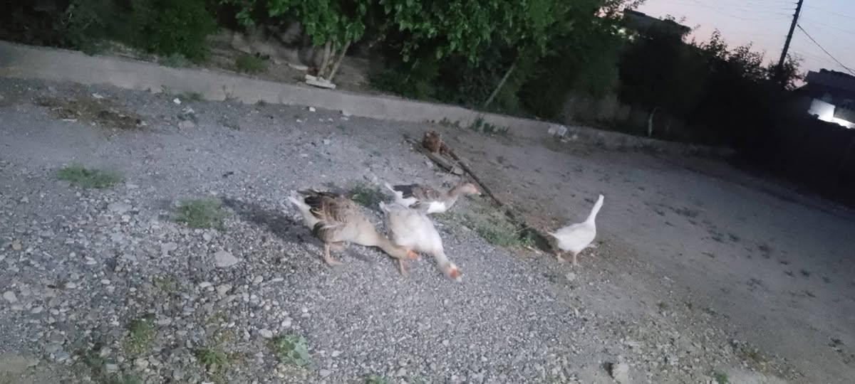 السلام عليكم ورحمة الله وبركاتة عندي قاز للبيع لجوز 50عتاگي


**إذا كنت صاحب هذا الإعلان وتريد حذفه لأي سبب، رجاءا أرسل رسالة إلى الدعم الفني**