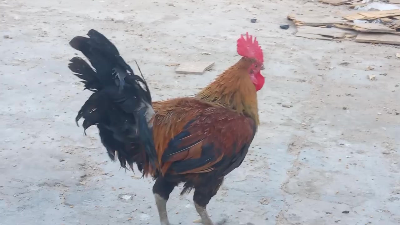 4 بشوش الزوج ب 25 قفل 
ديچين الواحد ب 15 قفل 
***********
نجف
