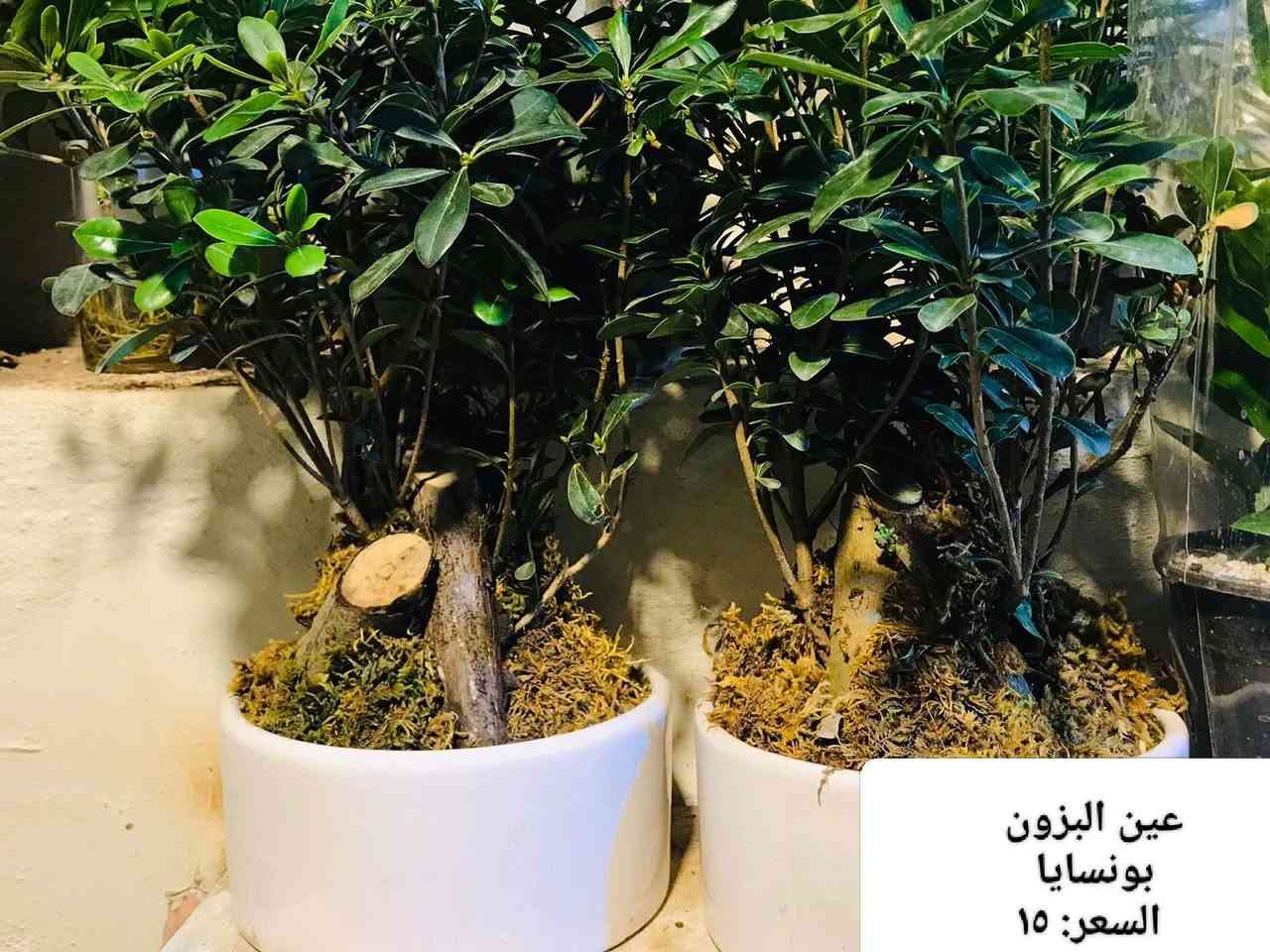 ﷽
اللهم صلِّ على محمد وآل محمد 
              السلام عليكم
🌟﴿عرض خاص بمناسبة شهر رمضان المبارك🌙✨ ﴾🌟              وصول وجبة جديدة من النباتات الخارجية . والظليات الهولندية الى مشتل زهور الحاج يونس•
العنوان📍: الامين الثانية نواب الضباط تقاطع الزهور مقابل مدرسة الزهور🎀✨.


**إذا كنت صاحب هذا الإعلان وتريد حذفه لأي سبب، رجاءا أرسل رسالة إلى الدعم الفني**