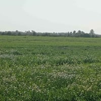 طمان جاير • ١٢٠ دونم • واسط الصويره