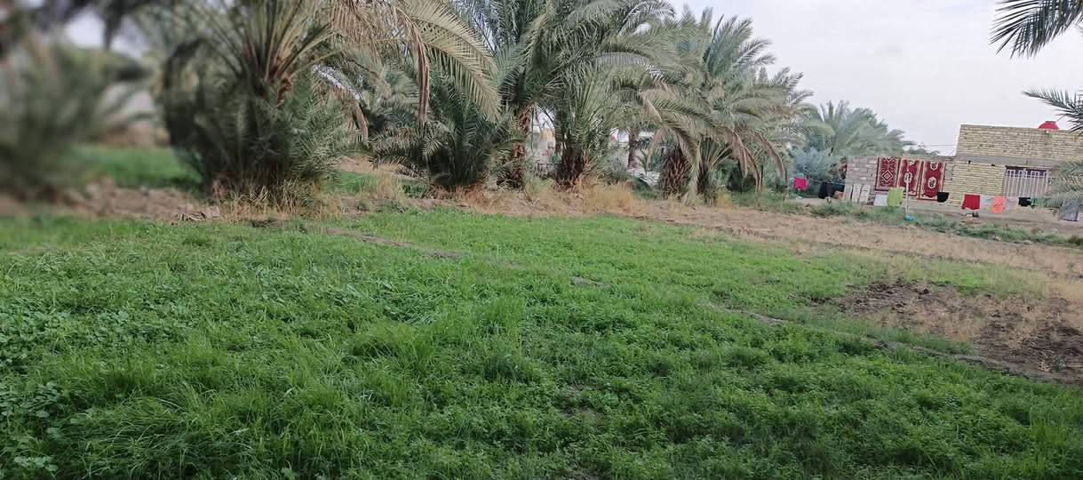 السلام عليكم بستان دونم للبيع طابو سند ٢٥ متوفر جميع الخدمات ماء كهرباء تبليط انترنت
العنوان:لشوملي_قرب  ساحه الطف 

للاستفسار :***********
