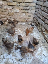 فراريج عرب • عمر شهرين • المحاويل