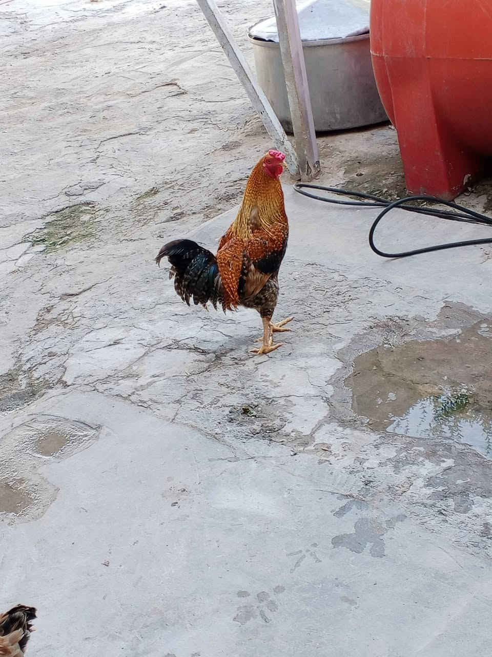 ديج عرب للبيع سعره 25 بي مجال


**إذا كنت صاحب هذا الإعلان وتريد حذفه لأي سبب، رجاءا أرسل رسالة إلى الدعم الفني**