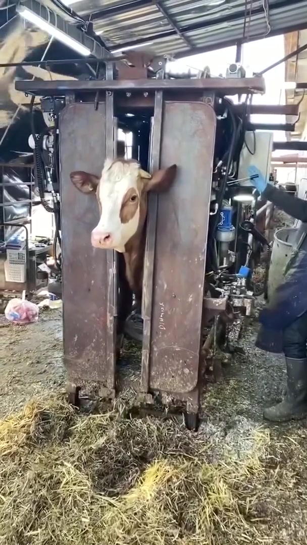Amazing cow cleaning machine #machine


**إذا كنت صاحب هذا الإعلان وتريد حذفه لأي سبب، رجاءا أرسل رسالة إلى الدعم الفني**