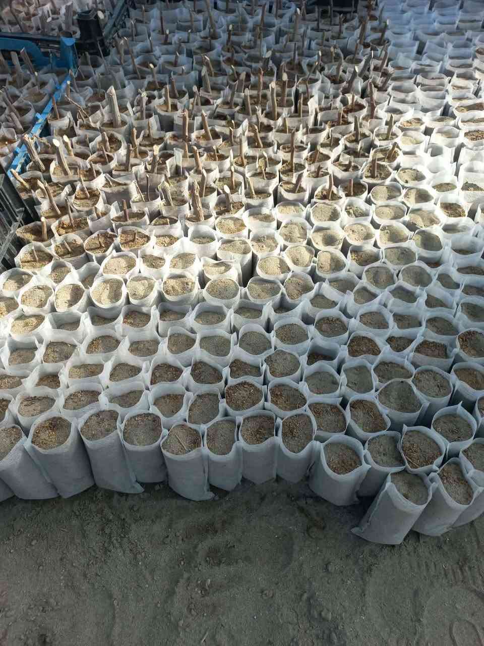 اكياس زراعية صديقة للبيئة قابله للتحلل
لزراعة البذور والاقلام 
حيث لا تحتاج الى التفريد الشتلات فهي راقيه جدا للمشاتل و محبين الزراعة 
بعد اليوم اي بادرات لا تموت ولا تتلف 😍
كل 1000 كيس ب10 الف دينار فقط 
500 كيس ب5 الف دينار فقط 

مهندس احمد
***********

#بذور #زراعة #جيو_فابرك #اكياس_زراعية
