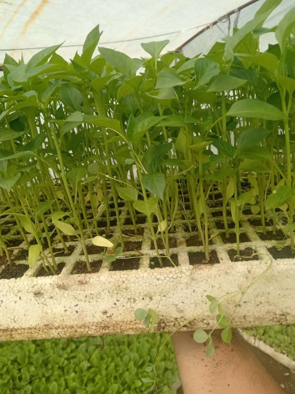 السلام عليكم
يوجد دايات صيفية للبيع
طماطة سوبر كوين اطباق 
بيتنجان راس الثور اطباق
فلفل حار الديرة اطباف
فلفل بارد أمريكي اطباق
لوبيا امريكي اطباق
خيار درجة أولى مستورد اطباق
عطروزي الديرة حزام الفلاح اطباق
 
اسكلة اطباق
ويوجد دايات ببتنجان البعكاش وطماطة دايات ارضية يعني شلاع
ويوجد بذور عطروزي حزام الفلاح من بذوري متعهد بية
يوجد بذور بانية بترا متعهد
العنوان
جزيرة الخالدية الملاحمة قرب جامع الإمام البخاري *********** مشتل ابو ياسر الملحمي الرمادي, الأنبار
