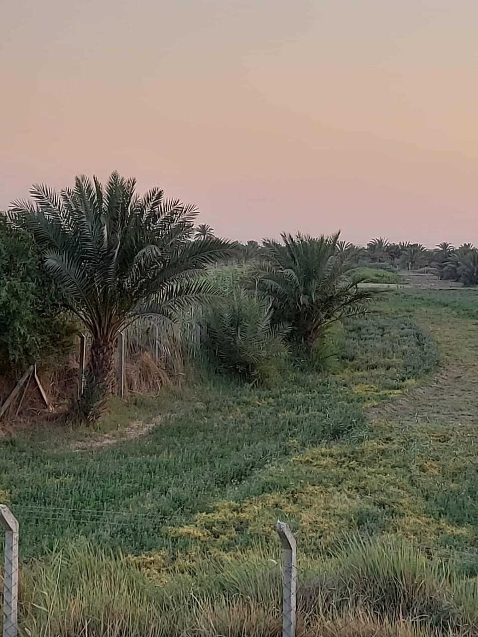 بستان ١١ دونم عقد زراعي قانون ٢٤ لسنة ٢٠٢٤ مجدد لغاية ٢٠٣٥ فيه مشيدات من البلوك مشتمل ومغروسات نخيل أكثر من ١٠٠ نخلة مثمرة سعر الدونم الواحد ٣٥ مع المجال 
العنوان الديوانية حي الفرات خلف الطاقة الكهربائية 
للاستفسار الاتصال *********** 
أو مراجعة مكتب عقار الخليفاوي
