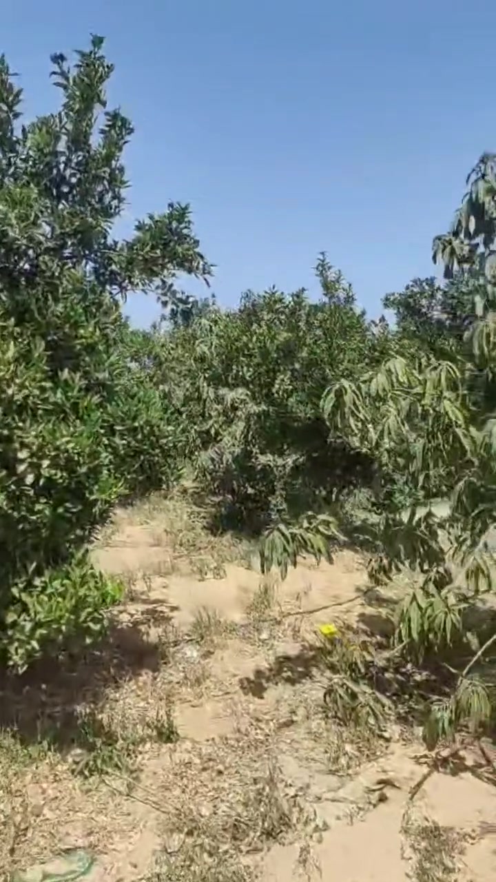 ال قاسم للعقارات 
🌴 للبيييييييع  12 فدان الإسماعيلية 🌴
للباحثين عن الهدوء، الإنتاج الزراعي، والموقع الاستراتيجي؛ المزرعه ري نيلى طاقه شمسيه محول كهرباء 
⚖️ الوضع القانوني والمرافق:
الأرض ملك نهائي.
متوفر بها كافة المرافق والخدمات.
📞 للتواصل والمعاينة (واتساب أو اتصال):
012 87904617


**إذا كنت صاحب هذا الإعلان وتريد حذفه لأي سبب، رجاءا أرسل رسالة إلى الدعم الفني**