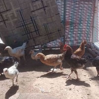 جوجکە کوردی • نظيف • کەلار-سمود