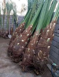 فسيل نخيل • برحي • ديالى شهربان