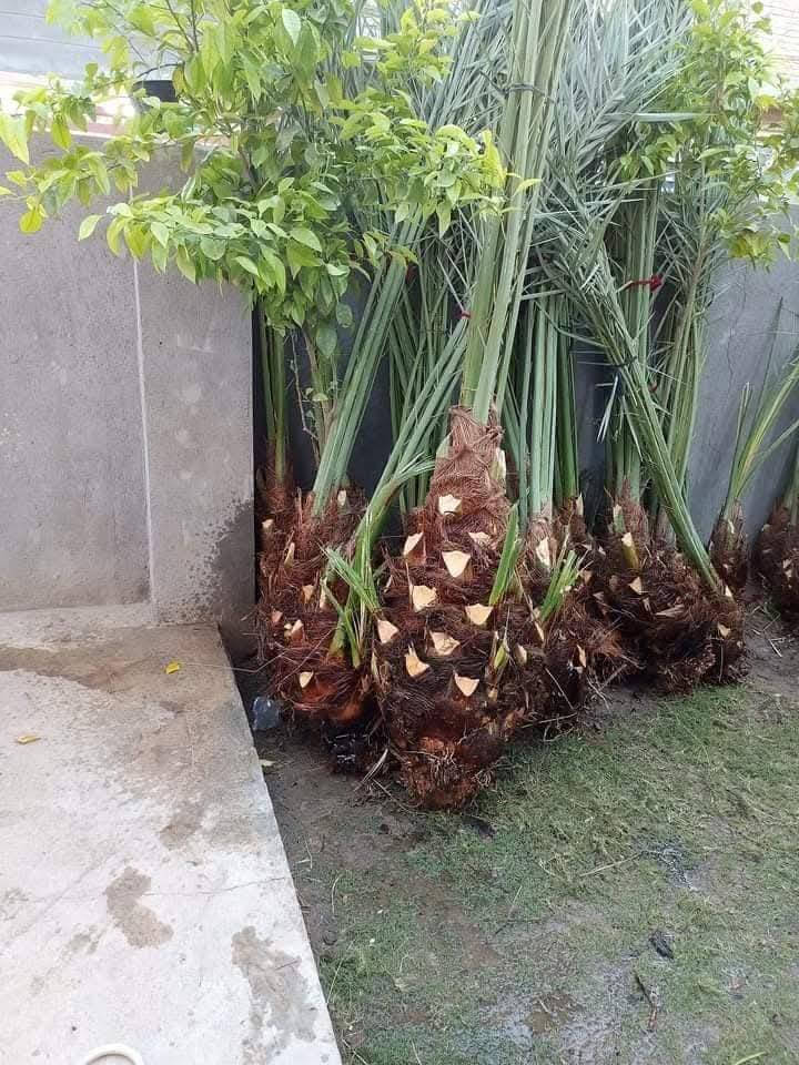 السلام عليكم يوجد #فسائل شويثي اصفر استعمران زاهدي تبرزل حمراوي  ديري واصناف اخرى تجهيز كافة الأراضي كرسته وعمل 
والي محتاج #مكربجي او تعديل وزراعة الحدائك او كص الاشجار والنخيل
تجهيز وعمل كافة المحافضات 
***********
***********
