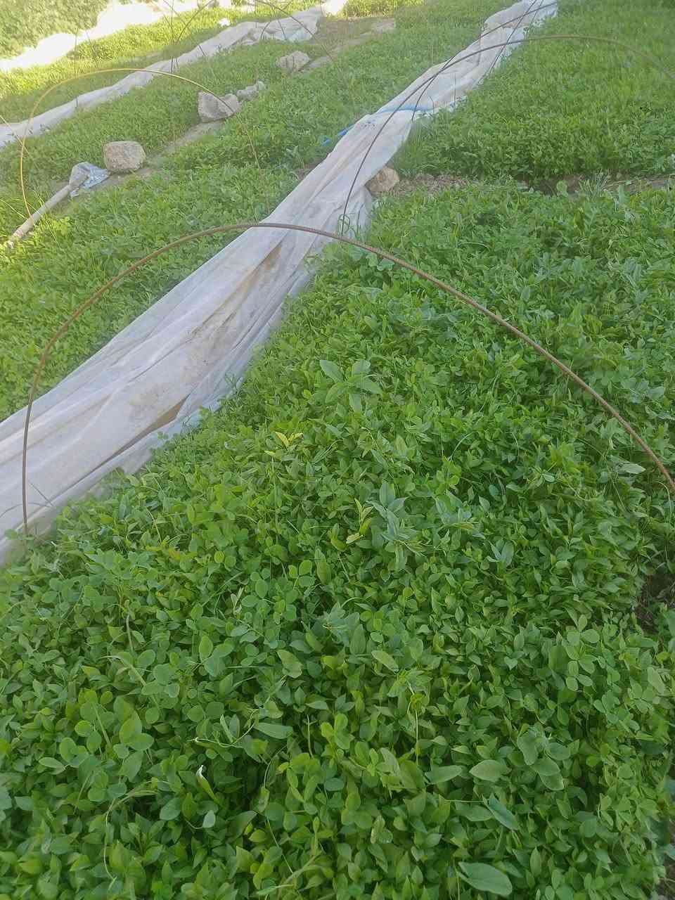 سلام عليكم اهل الشمسي يوجد شتل لدنيا فلفل عبود درجه اولى ابو قاسم لقب داي عماد اي استفسار خابر رقم ***********  مكان أمام زين العابدين
