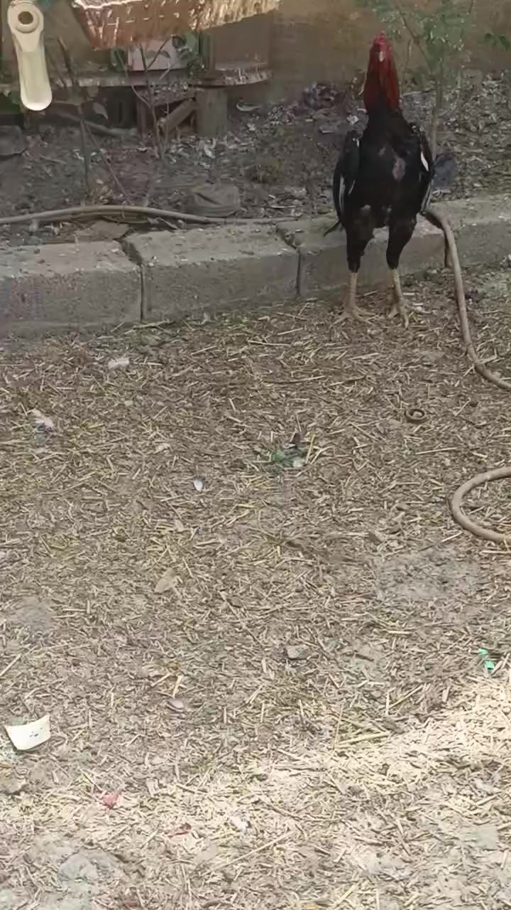 للبيع لمكان قلعة السكر الناصريه
دجاجه هنديه وراها ٤ ومهاتهه ذني يابانيات وديجهه برازيلي

***********
