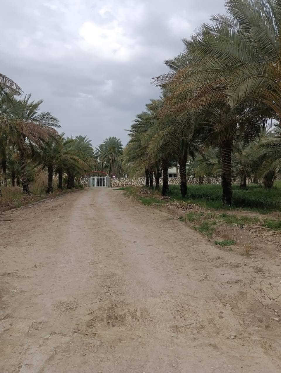للبيع ارض طابو صنف بستان سند25 مساحتها 2000 متر موقع مميز جدا
موقعها المحاويل قرب بيت أبو الطياره تبعد عن الشارع العام مايقارب 200 متر وعن طريق مطار كربلاء المقدسة الجديد مايقارب 800 متر وعن سنتر قضاء المحاويل 1000 متر 

مواصفات الأرض واجهة 25 متر نزال 80 ركن على ثلاث شوارع الأمامي 10 متر والجانبي 5 متر والي بالخلف 8 متر  متوفر فيها كل الخدمات تبليط كهرباء وماءً اساله وقريبه من المدارس والأسواق علماً ان الأرض مزروعة نخيل وهذه صور تابعة للأرض 

تحويل الأرض مباشر وفي دائرة طابو المحاويل 

الاستفسار والمعاينة والسعر يمكنكم التواصل عبر الرابط الخاص او الرقم المذكور أو الماسنجر@@

***********

https://api.whatsapp.com/send/?phone=201040175849&te&type=phone_number&app_absent=0&wame_ctl=1@
