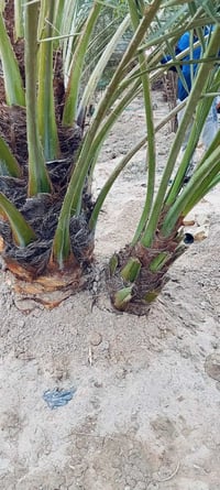 افراخ برحي حر • مكان ابو لخصيب