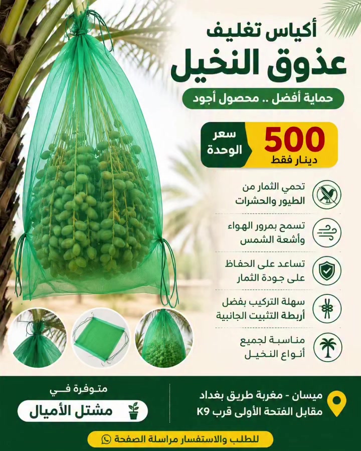 🌴 أكياس تغليف عذوق النخيل 🌴

💰 سعر الوحدة: 500 دينار فقط

✅ تحافظ على الثمار من الطيور والحشرات
✅ تساعد على الحصول على تمر أنظف وأجود
✅ تسمح بمرور الهواء وتقلل تلف الثمار
✅ سهلة الربط والتركيب على العذوق
✅ مناسبة لجميع أنواع النخيل

📍 متوفرة في مشتل الأميال
📍 ميسان - مغربة طريق بغداد مقابل الفتحة الأولى قرب K9

للطلب والاستفسار مراسلة الصفحة 📩🌴

#نخيل #تمر #عذوق_النخيل #مشتل_الأميال #ميسان


**إذا كنت صاحب هذا الإعلان وتريد حذفه لأي سبب، رجاءا أرسل رسالة إلى الدعم الفني**