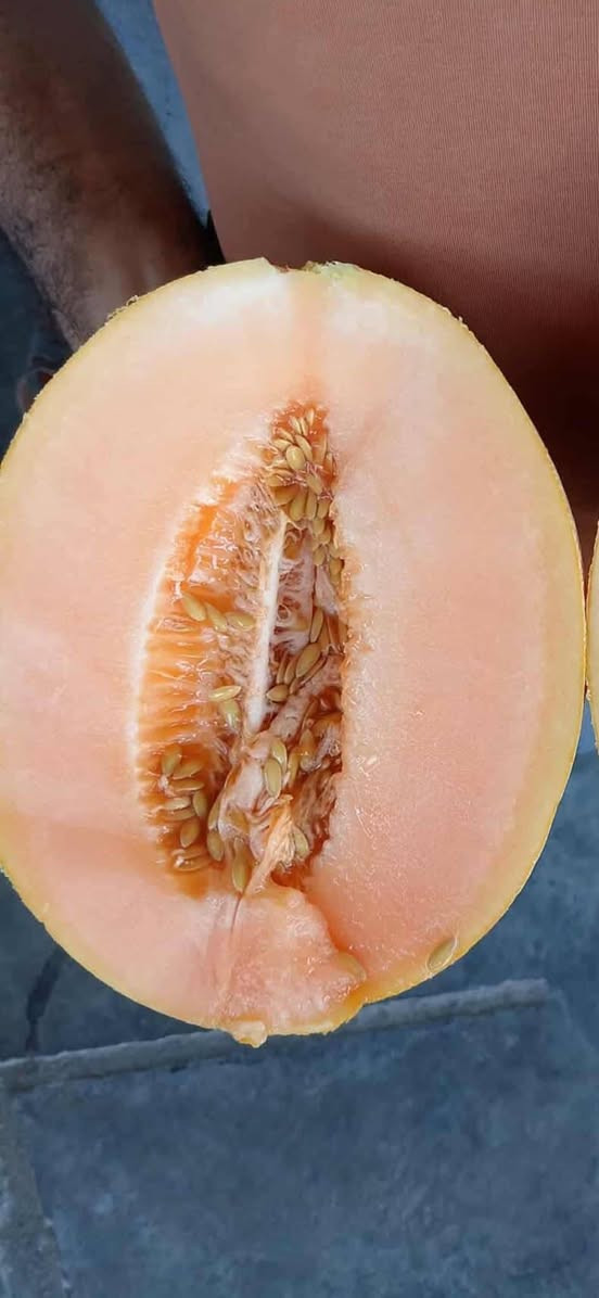 بطيخ اناناس التايلندي صنف مختار بعناية للمزارعين انتاج عالي طعم مميز مقاوم للاصابات •
🟧 المميزات 

🟧 هجين قوي عالي الإنتاجية
🟧 نسبة إنبات مضمونة تصل إلى 90%
🟧 ثمار متجانسة بالحجم والشكل
🟧 لون شبكي ذهبي جذاب تسويقياً
🟧 طعم مميز بنسبة سكر (Brix) عالية
🟧 تحمل ممتاز للحرارة والإجهاد
🟧 مناسب للزراعة المكشوفة والبيوت البلاستيكية
متوفر في مكتبنا مكتب حيدر الصالحي للتجهيزات الزراعيه ***********
