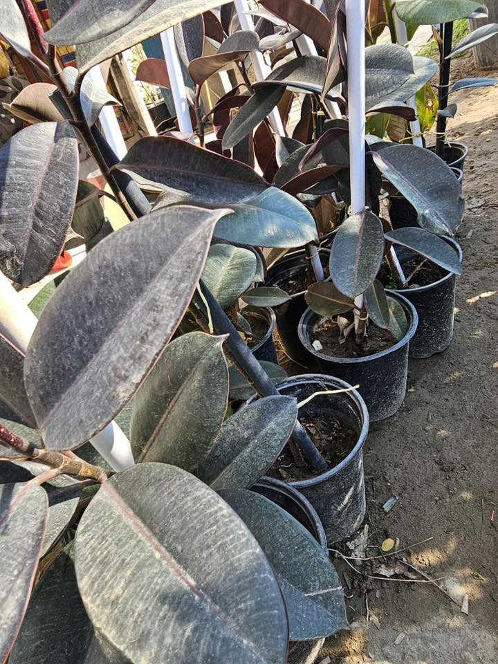 السلام عليكم وصول وجبة جديده من الاشجار المثمره واشجار الزينة والورد بأنواعه والثيل   مشتل الزهرة البيضاء مجاور مطعم حكايه وماركة الغانم 
***********
