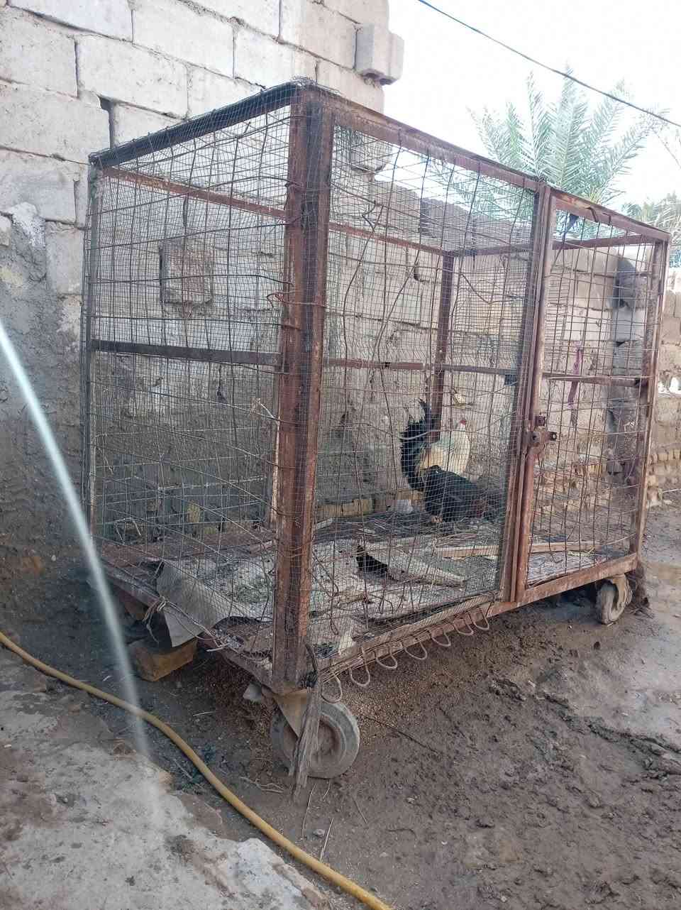 سلام عليكم قفص حديد للبيع
السعر 60 وبي مجال


**إذا كنت صاحب هذا الإعلان وتريد حذفه لأي سبب، رجاءا أرسل رسالة إلى الدعم الفني**