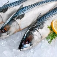 🌙✨ فطور رمضان بطعم غير ويانا ✨🌙 سمج طازج يومياً 🐟 نظافة وترتيب وطعم يخ...