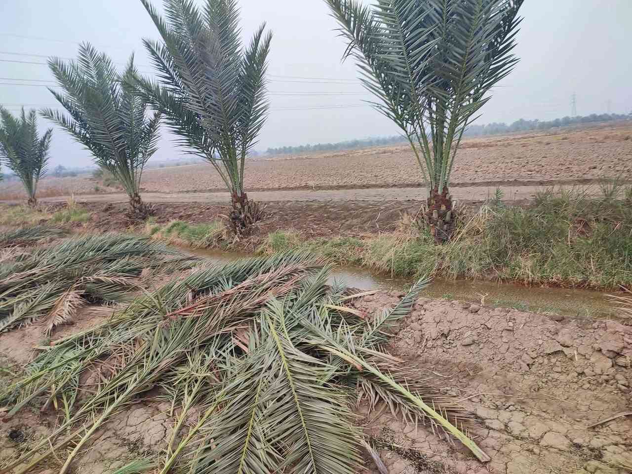 ارض زراعيه اربعه دونم بيهه نخيل مزروعه بحدود الأرض المكان طريق حله كفل تبعد عن الشارع العام اكثر من كيلو متر والفرعية تبليط مع كهرباء قرب الأرض السعر ٢٥ مليون سعر الدونم الواحد للاستفسار اتصل على الرقم
***********
