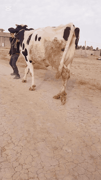 اللهم صل على 🧿 محمد وال محمد
مطفل هوالشتاين اصل ام #ثاني  بطن  وراها #بجر   
تلقيح
كافة شروط الجني انطيه ضمان عاقله فقير اي واحد يحلبه زلمه مره طفل تحلب 20  وكتين العنوان بابل الشوملي للستفسار ***********///***********
***********بي واتساب 👉/// امانه الله ملقحه 45يوم تلقيح بيطار
