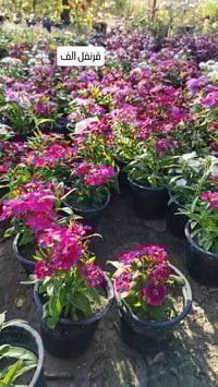 مشتل نعناعه • الرفاعي الصوب الاول • توصيل