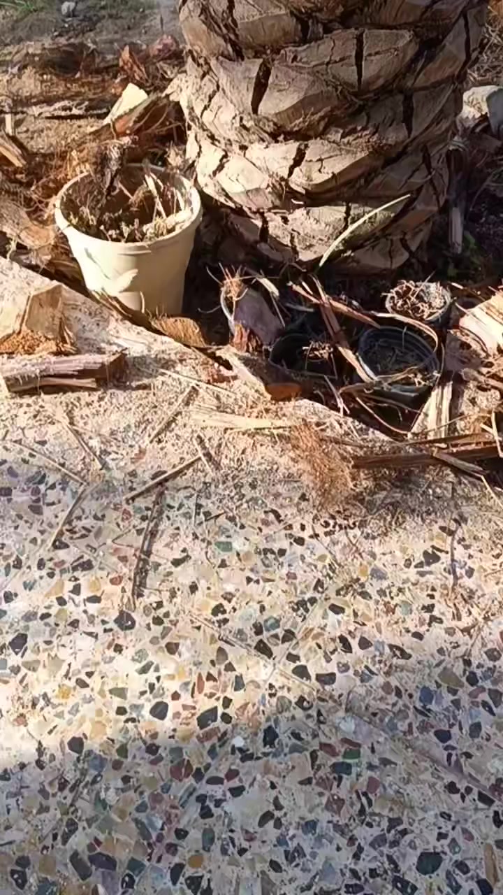 منشار زنجيل شحن 20 فولت قامة 16 سم بالة اصلي شرط الفحص سعر 70 الف  بطارية 2 امبير وشاحنة سريع *********** واتساب
